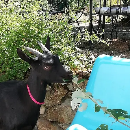 D'hote Equestre Au Petit Bonheur Bed & Breakfast Chateldon