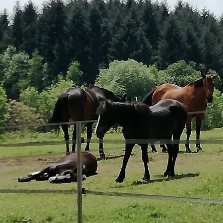 D'hote Equestre Au Petit Bonheur 3* Chateldon